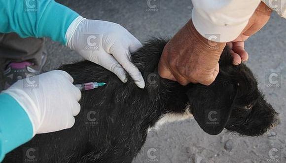 ​Rabia canina: Sepa dónde será la campaña de vacunación en Yanahuara