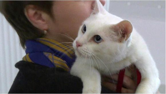 Conoce al gato Aquiles, nombrado pronosticador oficial del Mundial de Rusia 2018 (VIDEO)