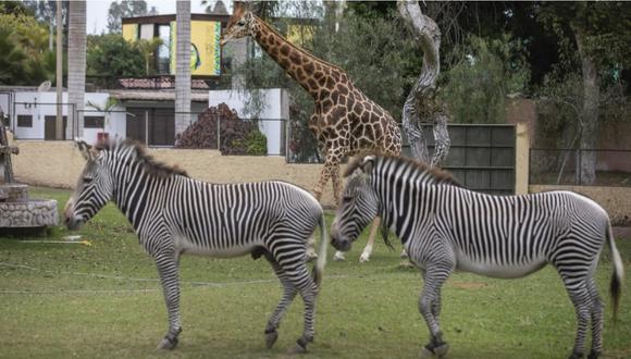 Zebras y un jirafa dentro del Parque de las Leyendas, ubicado en el distrito de San Miguel. | Foto: Parque de las Leyendas.