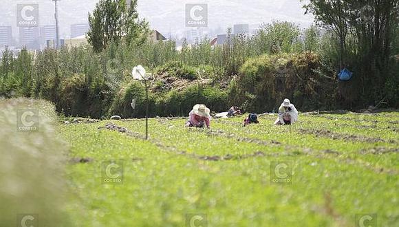 Arequipa: Senamhi elaborará plan de riesgo de cultivos