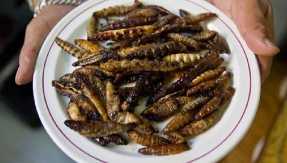 Parlamento Europeo permite introducción de insectos como nuevo alimento