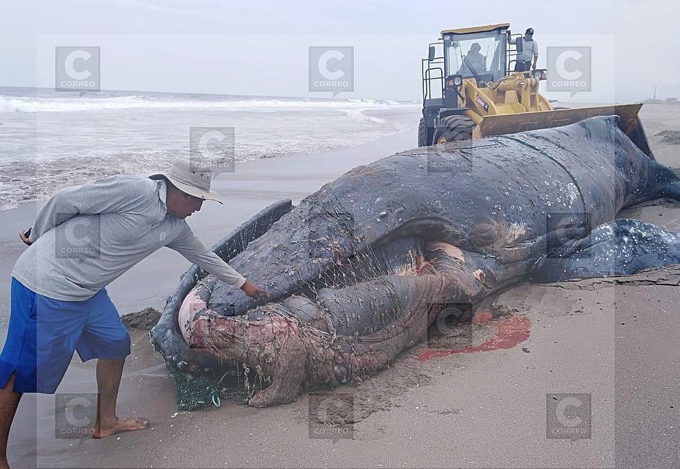 Aparece ballena varada en playa de Los Palos