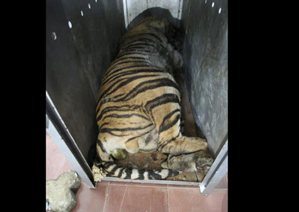 Hoy se celebra el Día Mundial de los Animales