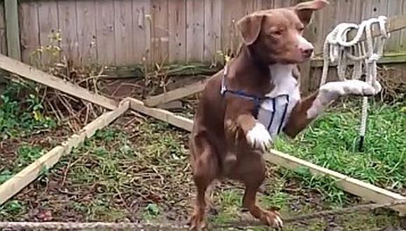 YouTube: perro equilibrista impresiona en las redes sociales (VIDEO)