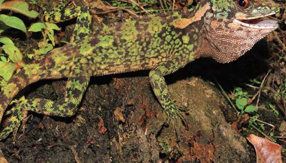 Nuevas especies de reptiles aparecen en Amazonía