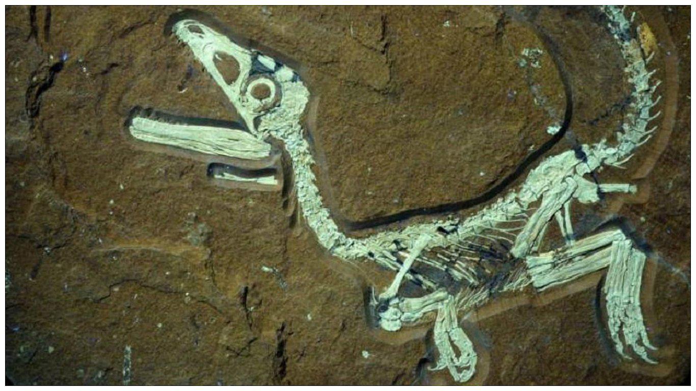 Dinosaurio: Emblemático animal hallado en Marruecos será repatriado por esta razón 