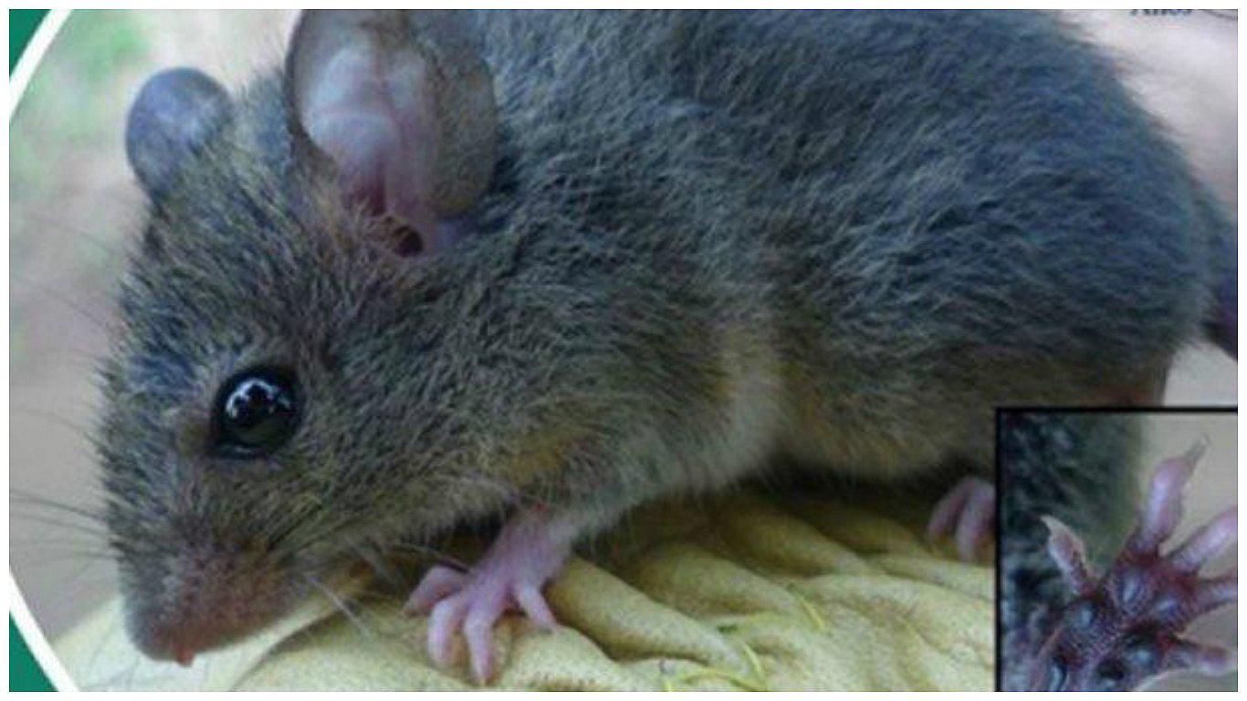 Hallan una nueva especie de roedor endémico que habita en el Marañón 