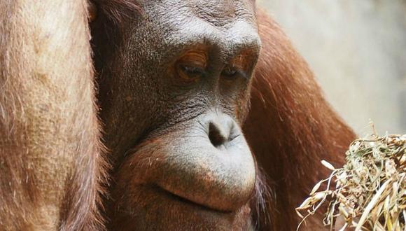 Indonesia: Empleados agrícolas descuartizan y se comen a un orangután 