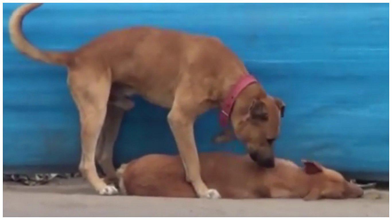 YouTube: Perrito lucha por "revivir" a su amigo que fue atropellado (VIDEO)