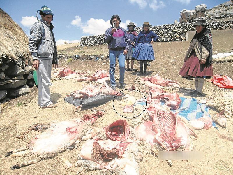 Huancavelica: Perros salvajes realizan matanza de ovejas en centro poblado