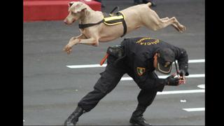 Abogada presentaría recurso contra la Unidad Canina de la PNP: “Los perros sufren maltratos”