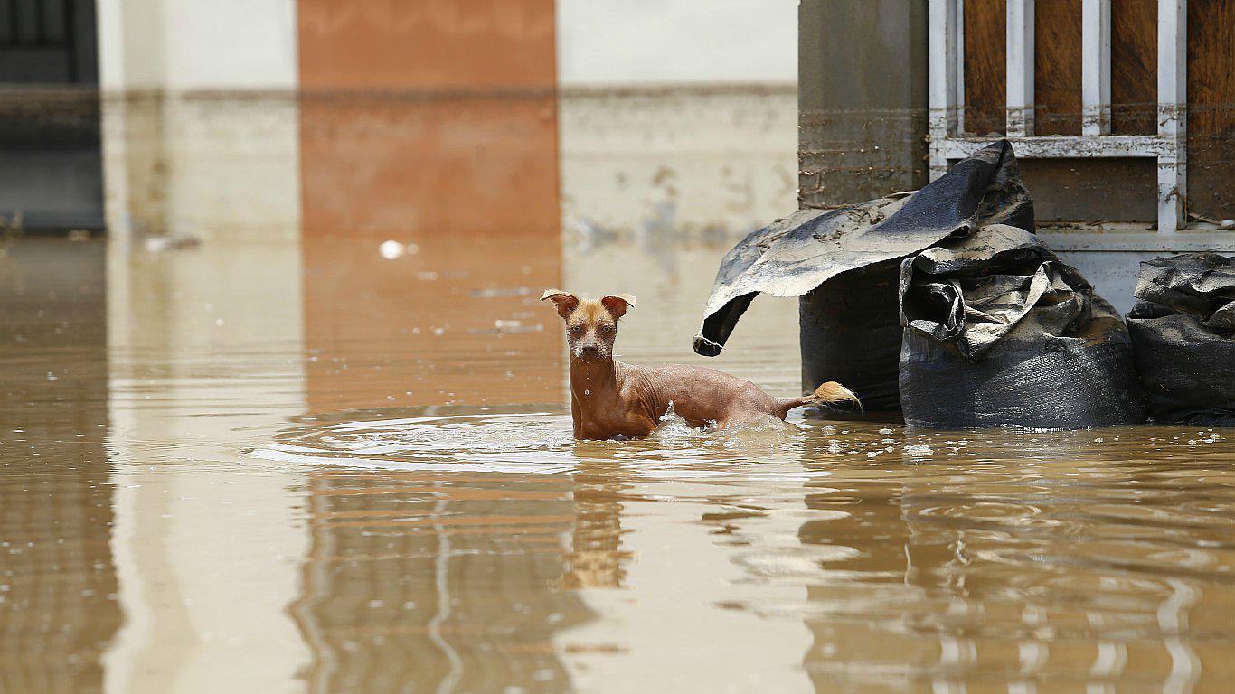 Realizan campaña a favor de mascotas afectadas por el huaico en Ica 