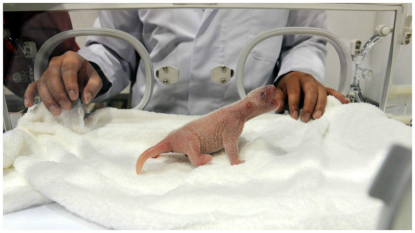 Japón: Nace una nueva hembra en el "zoo de los pandas" 