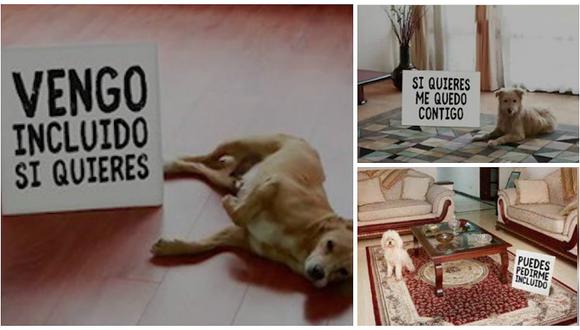 ​Venden casas con perros abandonados para promover la adopción (VIDEO Y FOTOS)