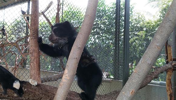 Personal de Serfor rescata cría de oso de anteojos en la provincia de Huancabamba.