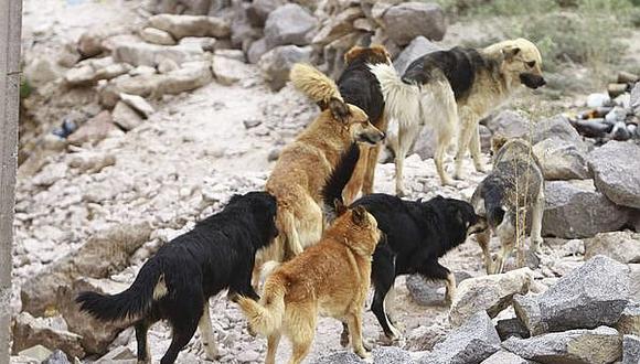 Rabia canina: aprueban la eutanasia para perros callejeros de Arequipa