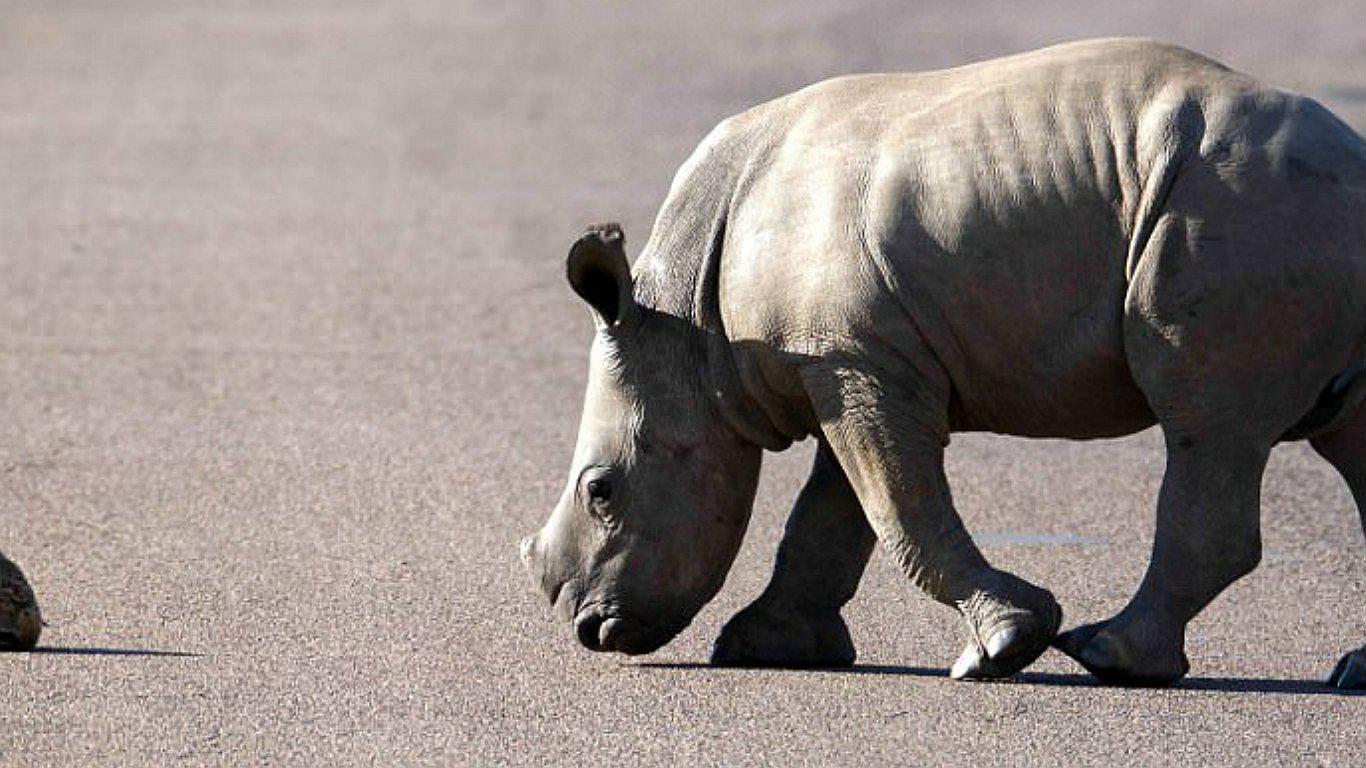 Rinoceronte cachorro da lección de vida al ayudar a una tortuga