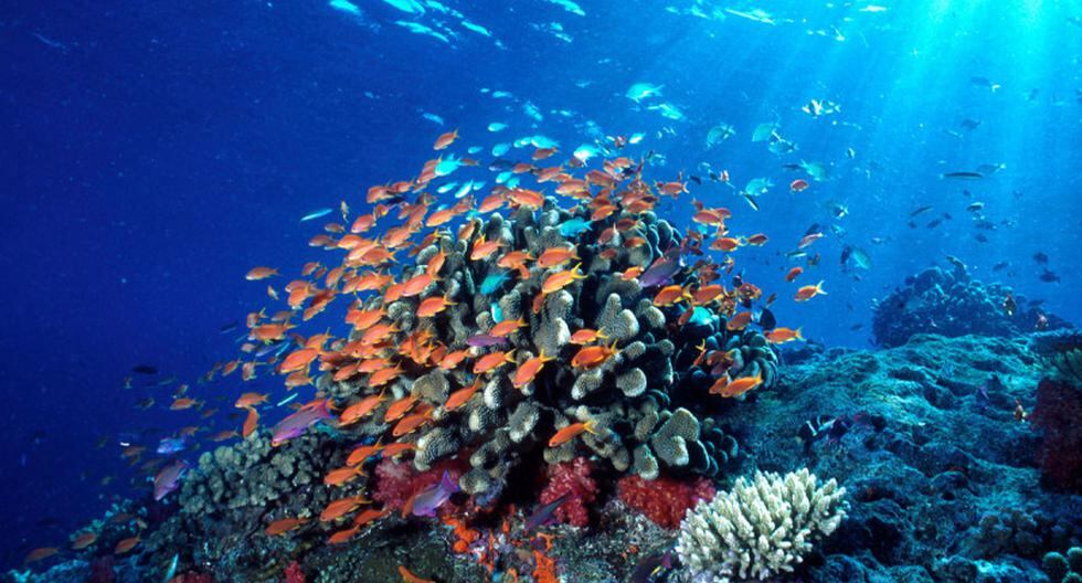 Recuperación de ecosistemas marinos puede llevar miles de años, no