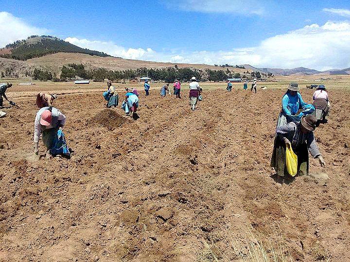 Iniciaron las lluvias y las primeras siembras en la región Puno