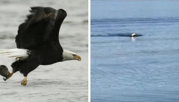 Descubren que un águila nada como una persona en un lago (VIDEO)