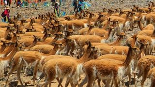 En chaccu multicomunal en Huancavelica logran extraer 100 kilos de fibra de vicuña