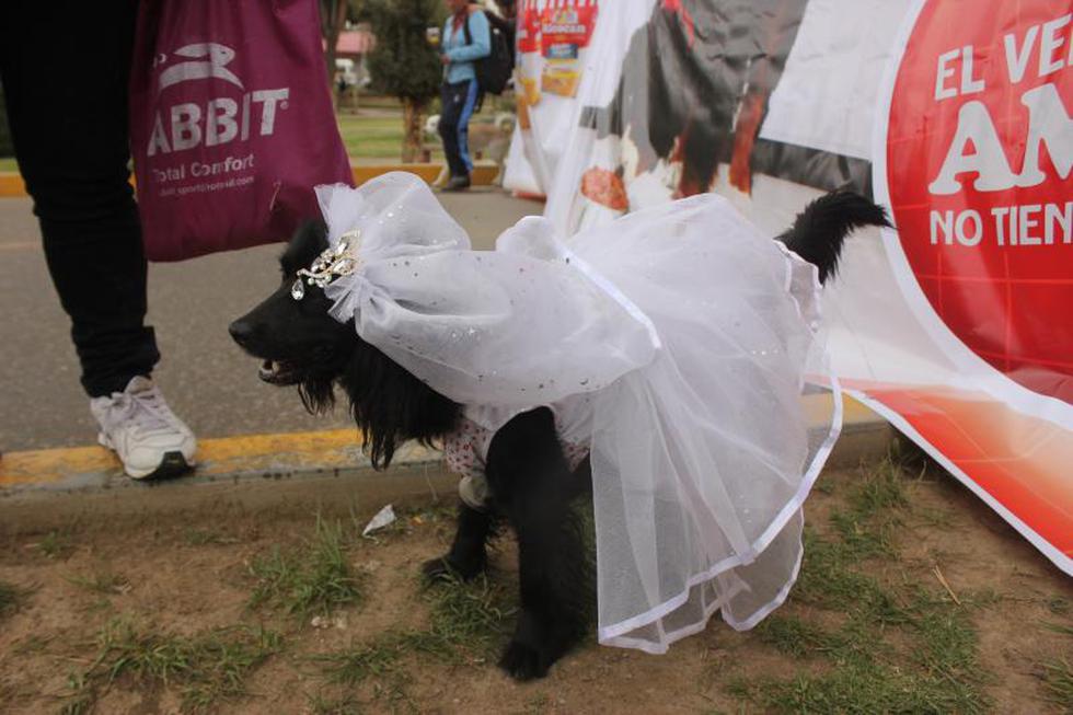 Una competencia  llena de 'amores perros' (FOTOS)