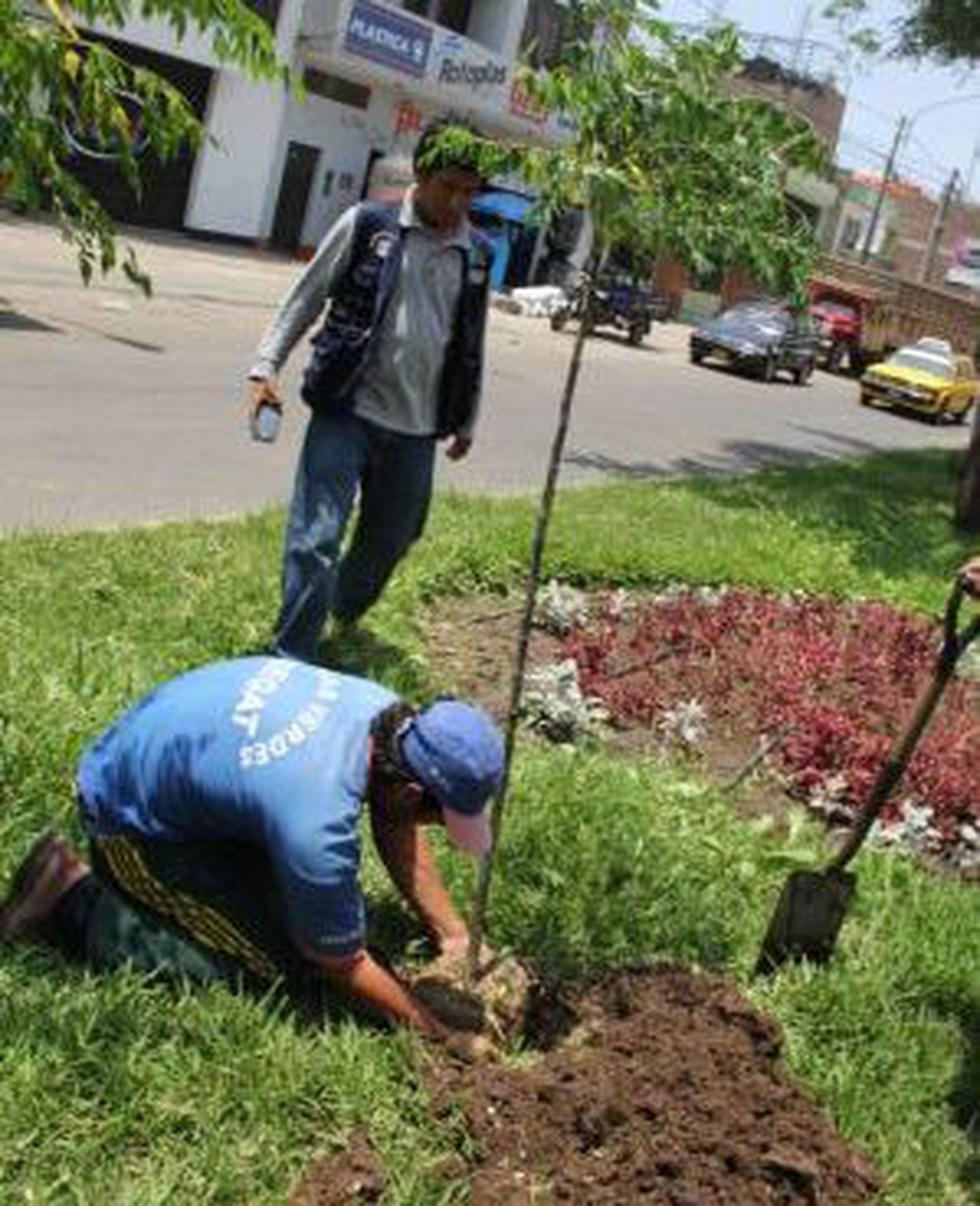 Segat taló árboles en avenida Eguren