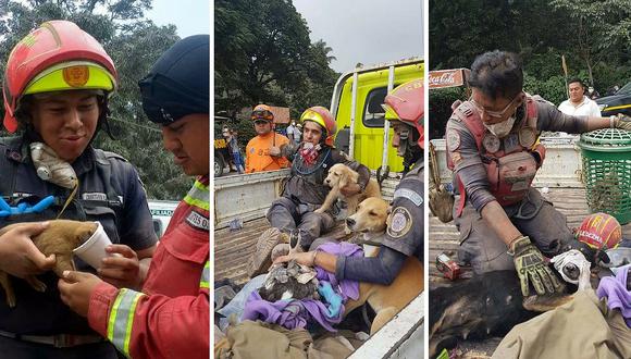 Rescatan animales atrapados tras la erupción del Volcán de Fuego en Guatemala (FOTOS Y VIDEOS)