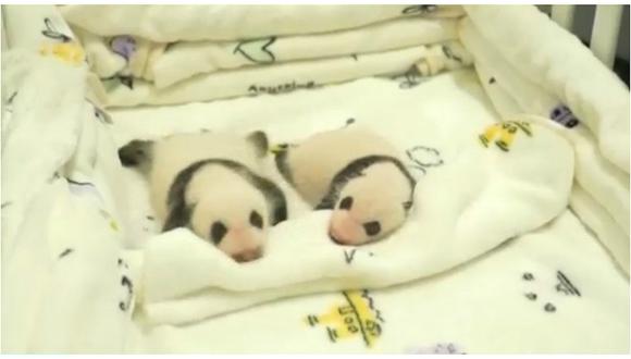 China: Así lucen los tiernos pandas mellizos de Macao tras nacer hace un mes (VIDEO)