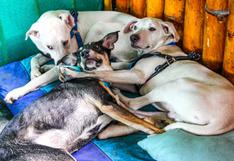 Surquillo: rescatan a 14 perritos víctimas del abandono y esperan nuevo hogar