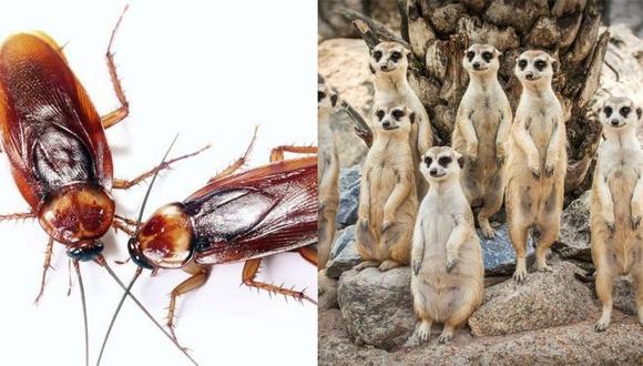 Zoológico ofrece poner el nombre de tu ex a una cucaracha y dársela de comer a los suricatos en San Valentín 