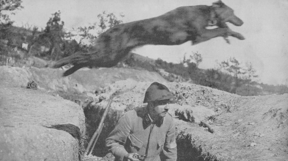 Así eran usados los animales en la Primera Guerra Mundial (FOTOS)