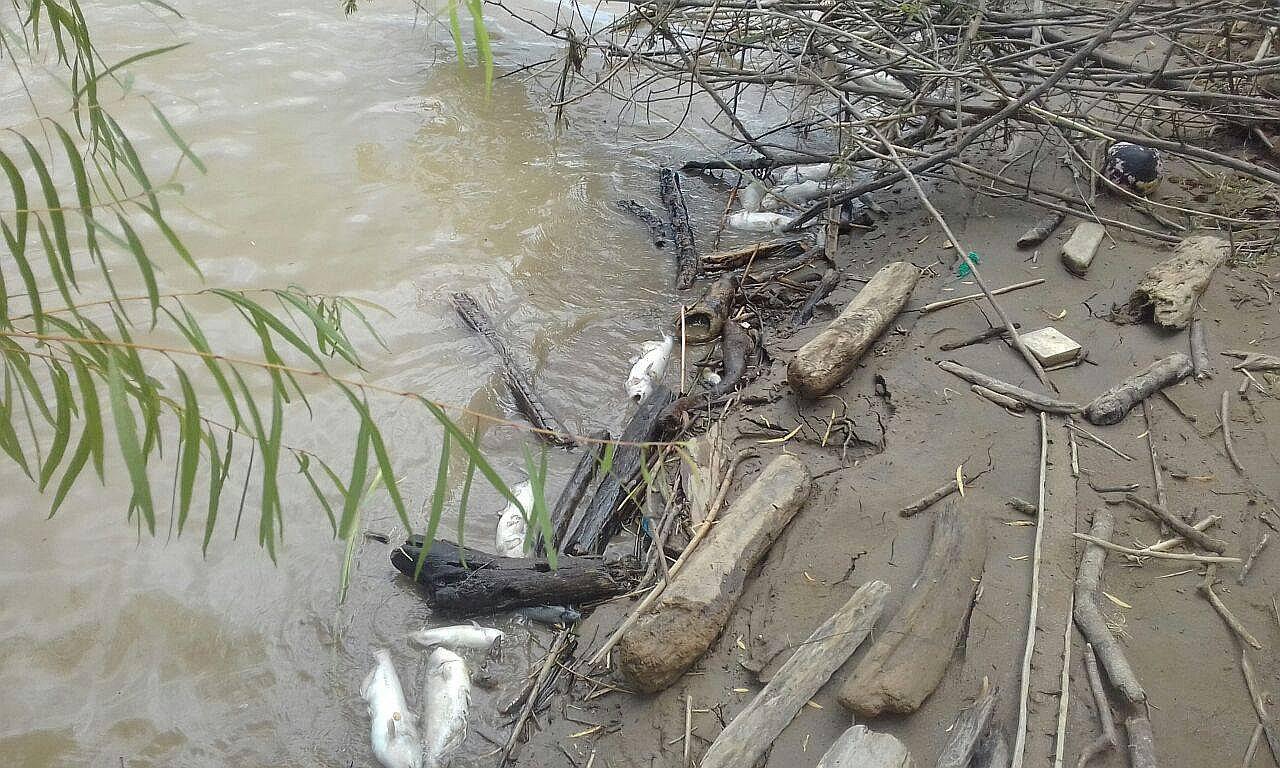 Ciudadanos reportan la aparición de  peces muertos en el río Tumbes (VIDEO) 
