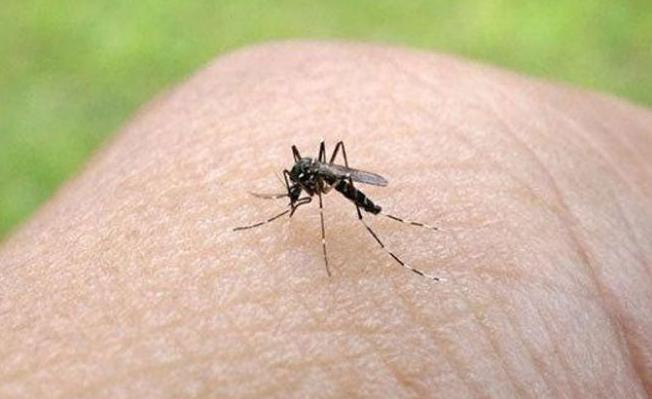 Detectan en Japón el primer caso de zika en un adolescente