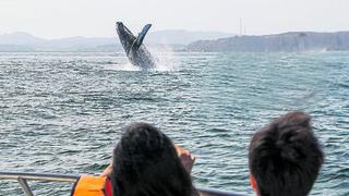 Piura: Avistamiento de ballenas incentiva el turismo