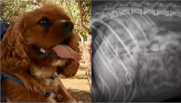 Perrito sobrevive después de comer cinco bolsas de heroína que encontró en el parque (FOTOS)