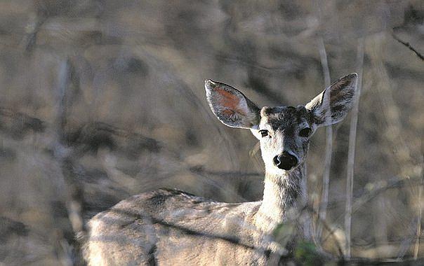 Moquegua: Aves y venados ponen en peligro cultivos de Ichuña