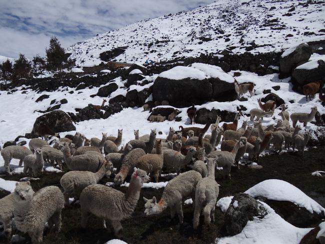 Cerca de 70 mil cabezas de ganado en riesgo por intenso frío en Caylloma