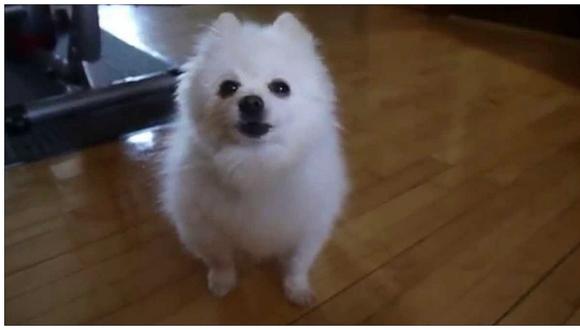 YouTube: muere Gabe, el perro más popular de la red (VIDEO)