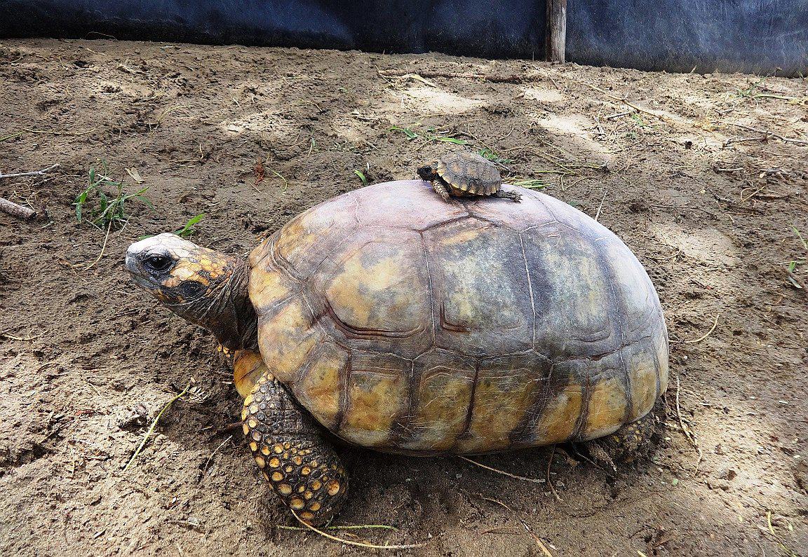 Nace primera tortuga en cautiverio en un zoológico de Piura (VIDEO)