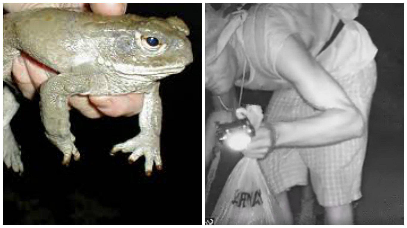 Ladrones son sorprendidos llevándose sapos alucinógenos (VIDEO)