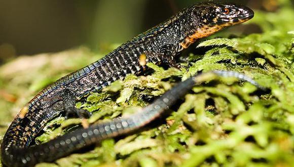 Descubren nueva especie de lagartija en Machu Picchu