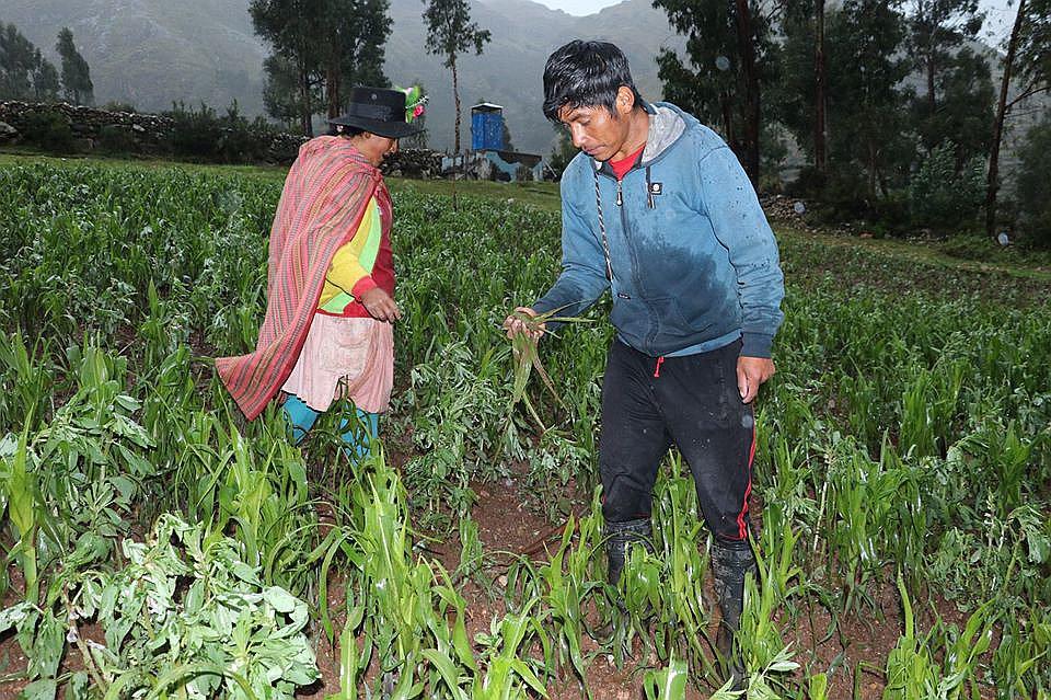 Mil 600 hectáreas afectadas por lluvias y granizada en la región