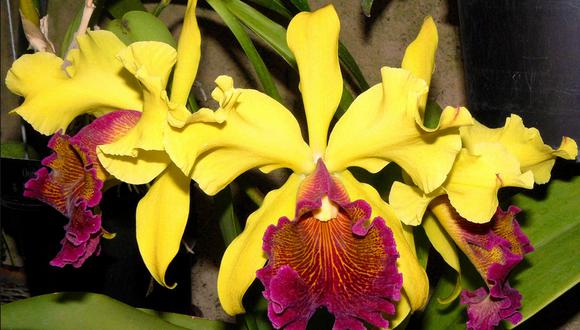 Nuevo tipo de orquídea "es la flor más bella del mundo"