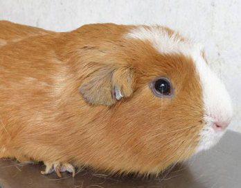 INIA en busca de cuy resistente y rendidor