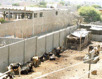 Ratas, moscas y garrapatas por criaderos informales