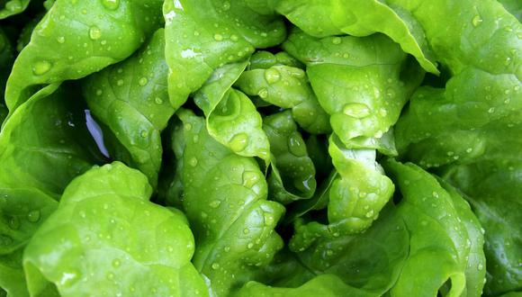 La lechuga es la base de diversas ensaladas, pero la hortaliza debe estar bien lavada y desinfectada. (Foto: Pixabay)