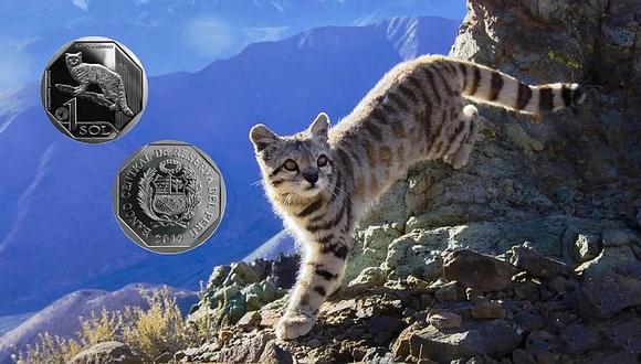 BCR presenta nueva moneda de S/1 alusiva al gato andino