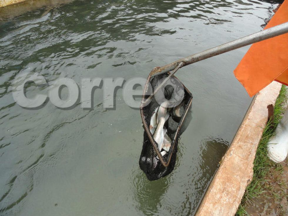 Chalhuas produce 180 toneladas de trucha  (FOTOS)