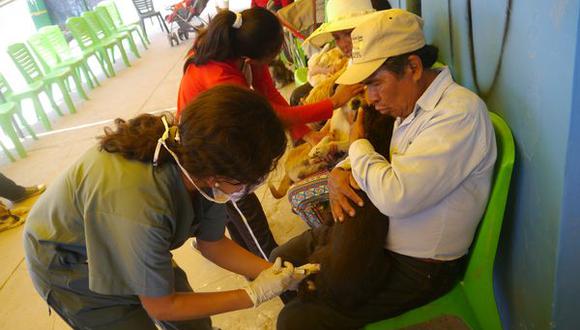 Arequipa: Comuna de Paucarpata inicia castración de  perros para reducir sobrepoblación 